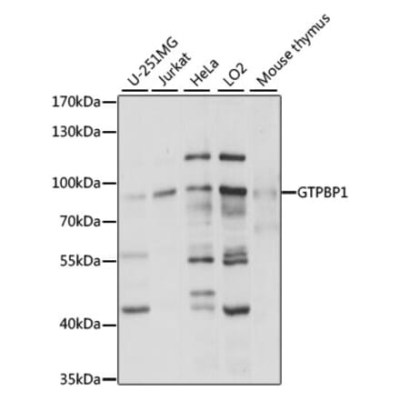 Western Blot - Anti-GTPBP1 Antibody (A91039) - Antibodies.com