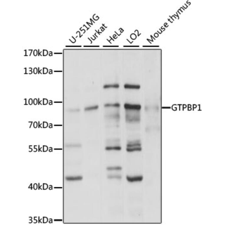 Western Blot - Anti-GTPBP1 Antibody (A91039) - Antibodies.com