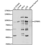 Western Blot - Anti-GTPBP1 Antibody (A91039) - Antibodies.com