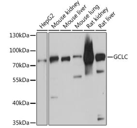 Western Blot - Anti-GCLC Antibody (A91041) - Antibodies.com