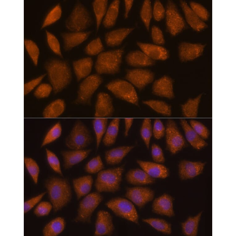 Immunofluorescence - Anti-GCLC Antibody (A91041) - Antibodies.com
