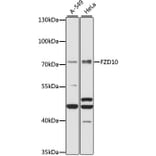 Western Blot - Anti-FZD10 Antibody (A91045) - Antibodies.com