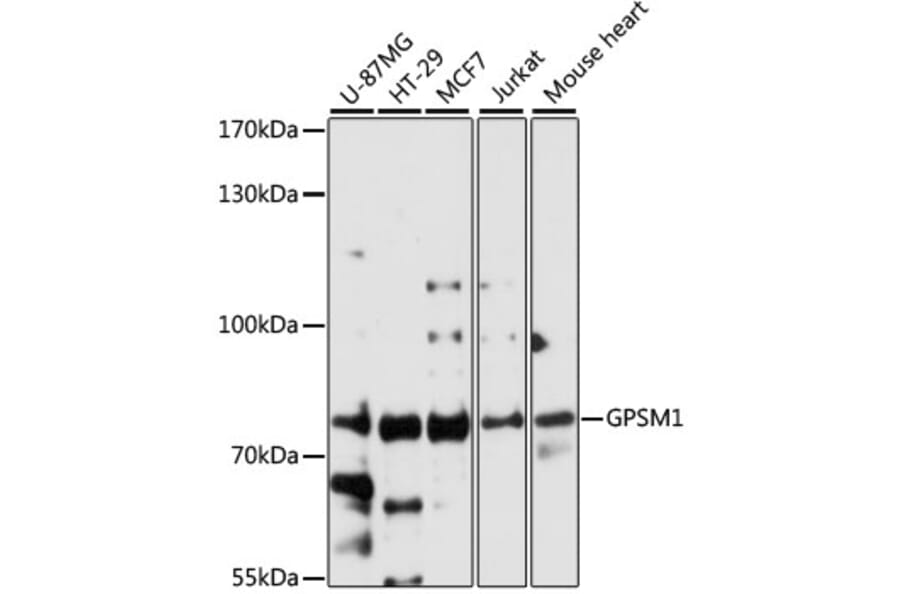 Western Blot - Anti-GPSM1 Antibody (A91046) - Antibodies.com