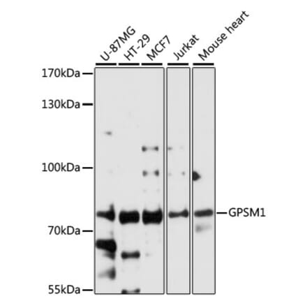 Western Blot - Anti-GPSM1 Antibody (A91046) - Antibodies.com