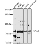 Western Blot - Anti-GPSM1 Antibody (A91046) - Antibodies.com