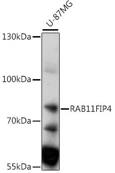 Western blot analysis of extracts of U-87MG cells, using Anti-RAB11FIP4 Antibody (A15914) at 1:1,000 dilution.
Secondary antibody: Goat Anti-Rabbit IgG (H+L) (HRP) (AS014) at 1:10,000 dilution.
Lysates / proteins: 25µg per lane.
Blocking buffer: 3% non-fat dry milk in TBST.
Detection: ECL Enhanced Kit (RM00021).
Exposure time: 15s.