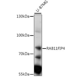 Western Blot - Anti-RAB11FIP4 Antibody (A91048) - Antibodies.com