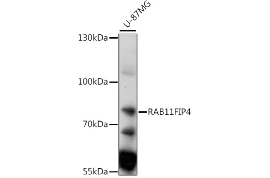 Western Blot - Anti-RAB11FIP4 Antibody (A91048) - Antibodies.com