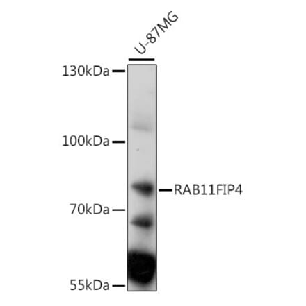 Western Blot - Anti-RAB11FIP4 Antibody (A91048) - Antibodies.com