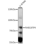 Western Blot - Anti-RAB11FIP4 Antibody (A91048) - Antibodies.com
