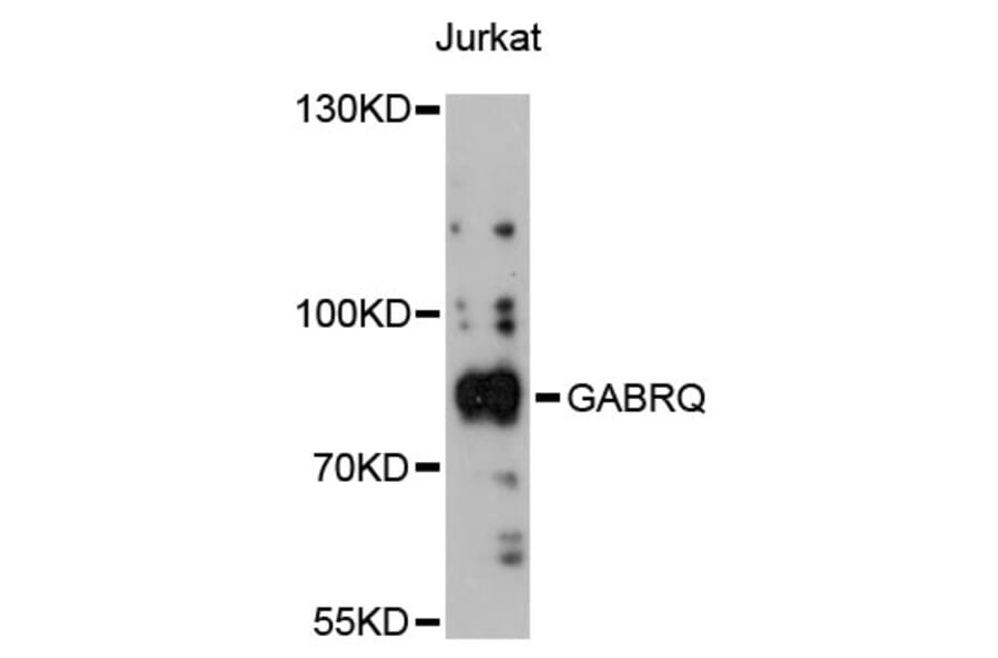 Western Blot - Anti-GABRQ Antibody (A13226) - Antibodies.com