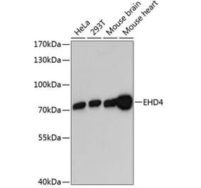 Western Blot - Anti-EHD4 Antibody (A91050) - Antibodies.com