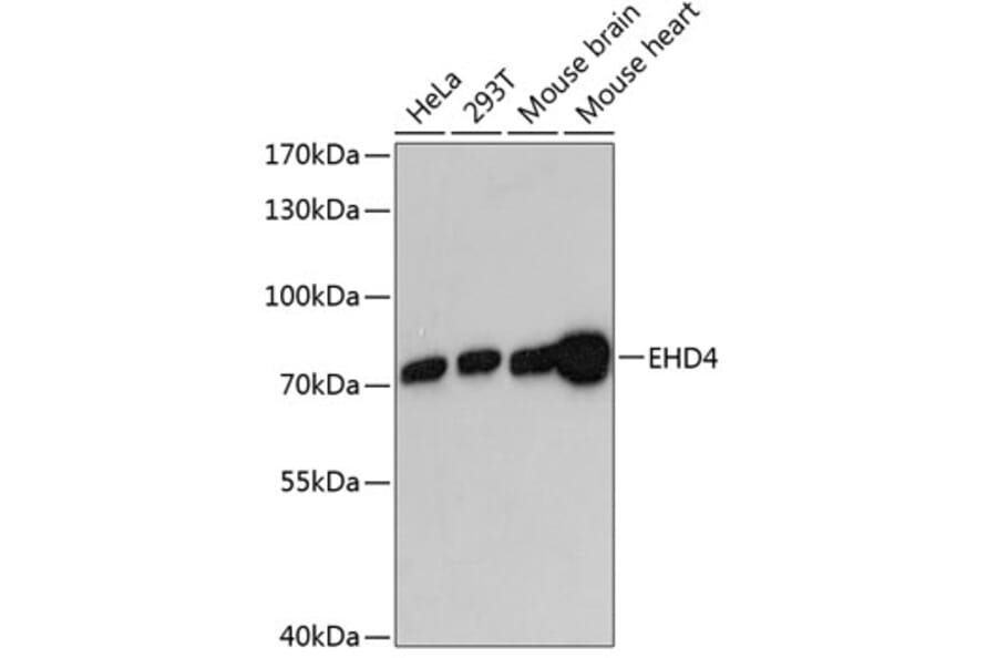 Western Blot - Anti-EHD4 Antibody (A91050) - Antibodies.com