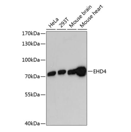 Western Blot - Anti-EHD4 Antibody (A91050) - Antibodies.com