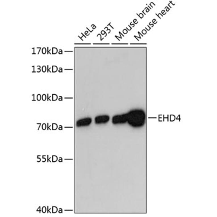 Western Blot - Anti-EHD4 Antibody (A91050) - Antibodies.com