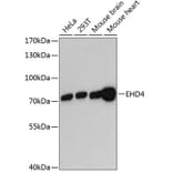 Western Blot - Anti-EHD4 Antibody (A91050) - Antibodies.com