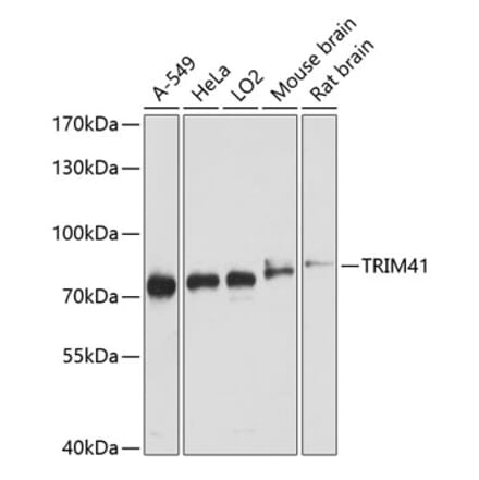 Western Blot - Anti-TRIM41 Antibody (A91053) - Antibodies.com