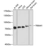 Western Blot - Anti-TRIM41 Antibody (A91053) - Antibodies.com