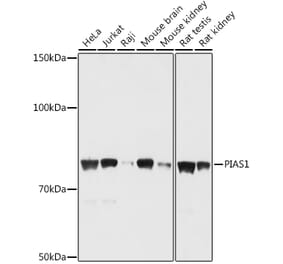 Western Blot - Anti-PIAS1 Antibody (A91054) - Antibodies.com