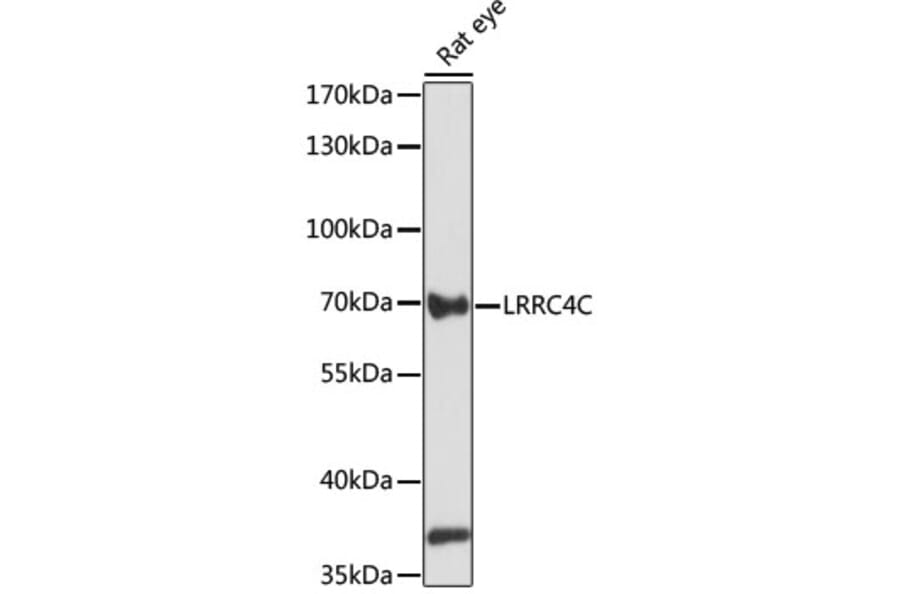 Western Blot - Anti-LRRC4C Antibody (A91055) - Antibodies.com