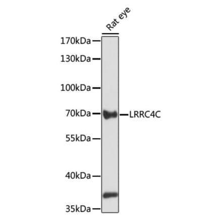 Western Blot - Anti-LRRC4C Antibody (A91055) - Antibodies.com