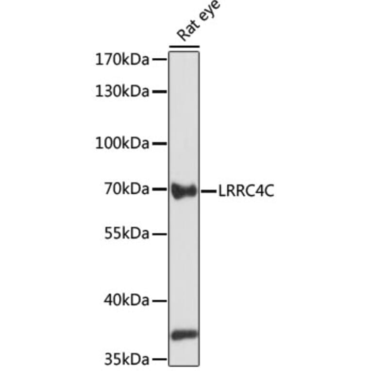 Western Blot - Anti-LRRC4C Antibody (A91055) - Antibodies.com