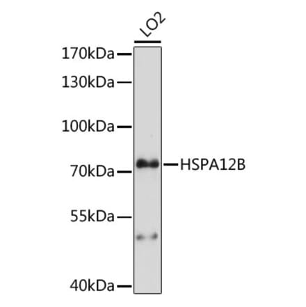 Western Blot - Anti-HSPA12B Antibody (A91056) - Antibodies.com