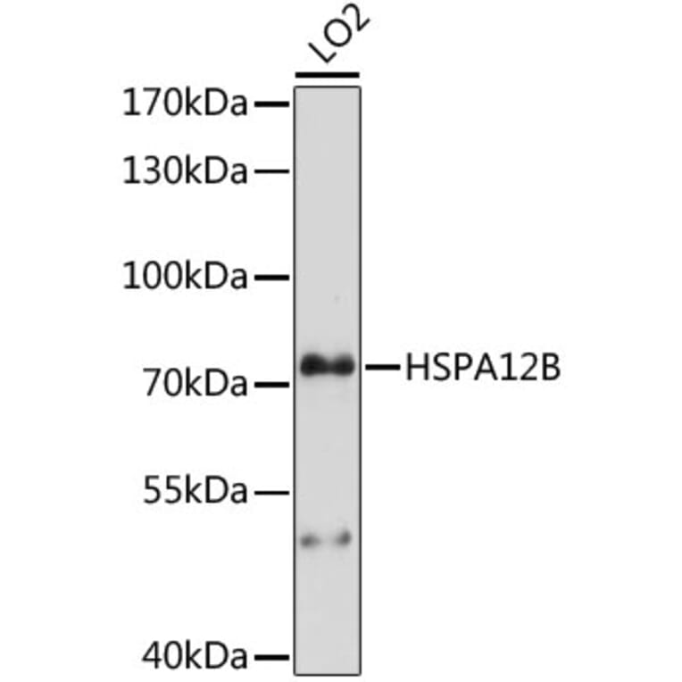Western Blot - Anti-HSPA12B Antibody (A91056) - Antibodies.com