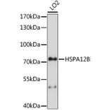 Western Blot - Anti-HSPA12B Antibody (A91056) - Antibodies.com