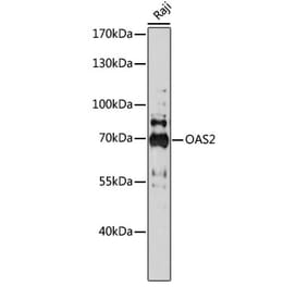 Western Blot - Anti-OAS2 Antibody (A91059) - Antibodies.com