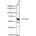 Western Blot - Anti-SGLT1 Antibody (A91061) - Antibodies.com