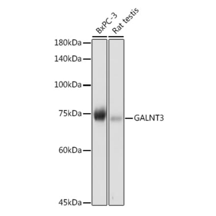 Western Blot - Anti-GALNT3 Antibody (A91063) - Antibodies.com