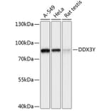 Western Blot - Anti-DDX3Y Antibody (A91065) - Antibodies.com