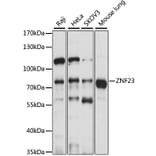 Western Blot - Anti-ZNF23 Antibody (A91066) - Antibodies.com