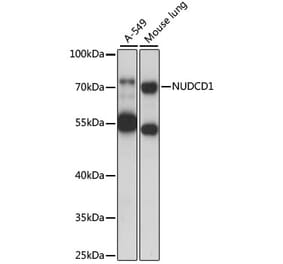 Western Blot - Anti-CML66 Antibody (A91071) - Antibodies.com