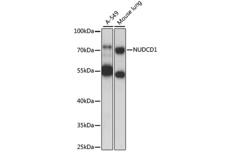 Western Blot - Anti-CML66 Antibody (A91071) - Antibodies.com