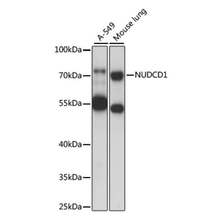 Western Blot - Anti-CML66 Antibody (A91071) - Antibodies.com