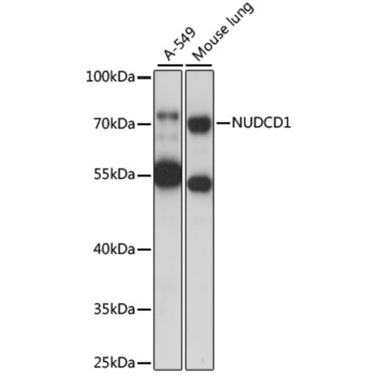 Western Blot - Anti-CML66 Antibody (A91071) - Antibodies.com