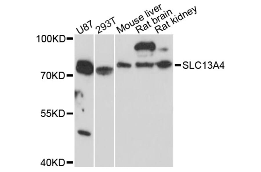 Western Blot - Anti-SLC13A4 Antibody (A3410) - Antibodies.com
