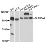 Western Blot - Anti-SLC13A4 Antibody (A3410) - Antibodies.com