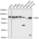 Western Blot - Anti-CBX4 Antibody (A91075) - Antibodies.com
