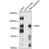 Western Blot - Anti-CBX4 Antibody (A91075) - Antibodies.com