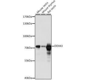 Western Blot - Anti-HAGE Antibody (A91076) - Antibodies.com