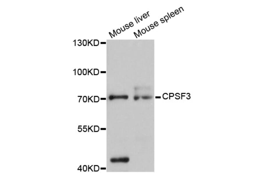 Western Blot - Anti-CPSF3 Antibody (A12368) - Antibodies.com