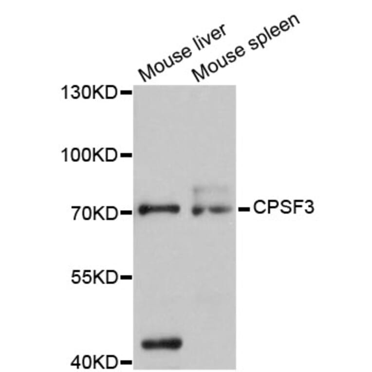 Western Blot - Anti-CPSF3 Antibody (A12368) - Antibodies.com