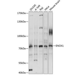 Western Blot - Anti-ENOX1 Antibody (A91078) - Antibodies.com
