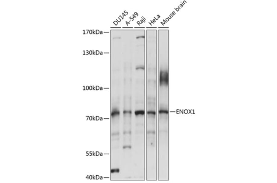 Western Blot - Anti-ENOX1 Antibody (A91078) - Antibodies.com