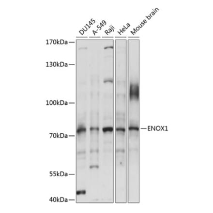 Western Blot - Anti-ENOX1 Antibody (A91078) - Antibodies.com