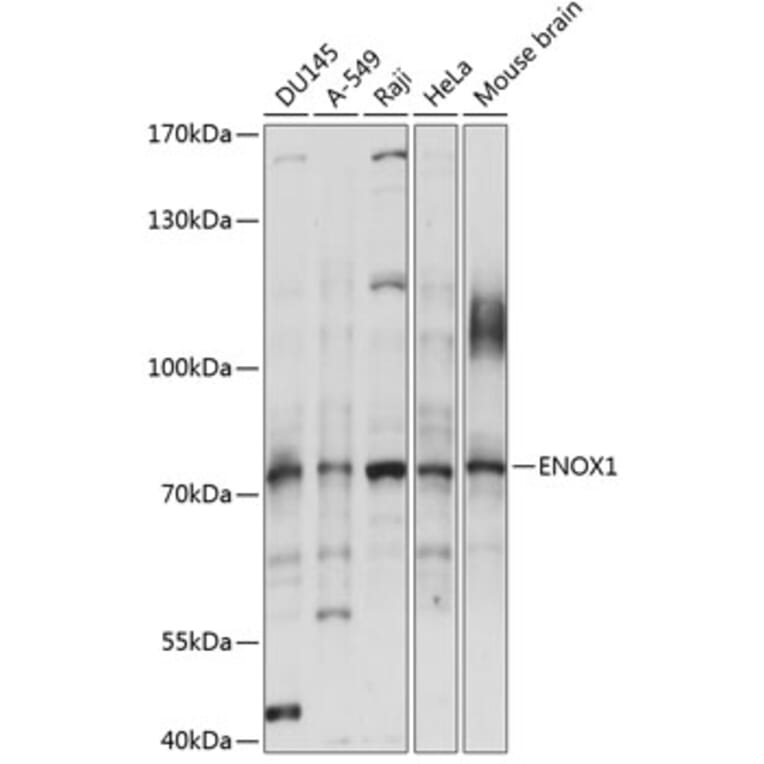 Western Blot - Anti-ENOX1 Antibody (A91078) - Antibodies.com