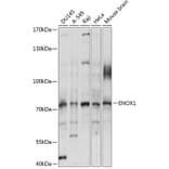 Western Blot - Anti-ENOX1 Antibody (A91078) - Antibodies.com